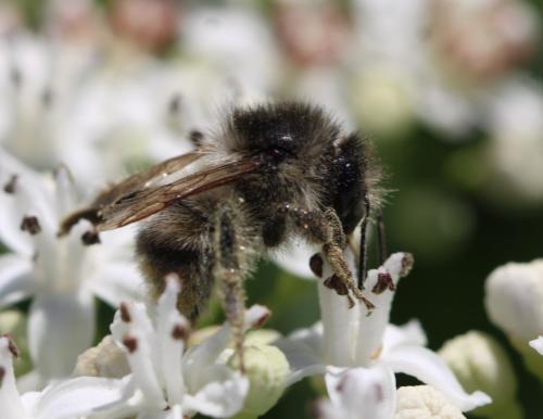 Réf. 305 990 : Bombus sylvarum